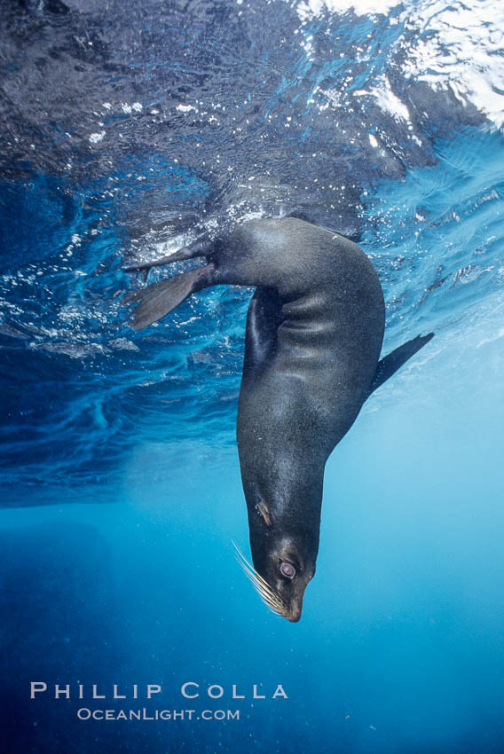 Galapagos fur seal. Wolf Island, Galapagos Islands, Ecuador, Arctocephalus galapagoensis, natural history stock photograph, photo id 01592