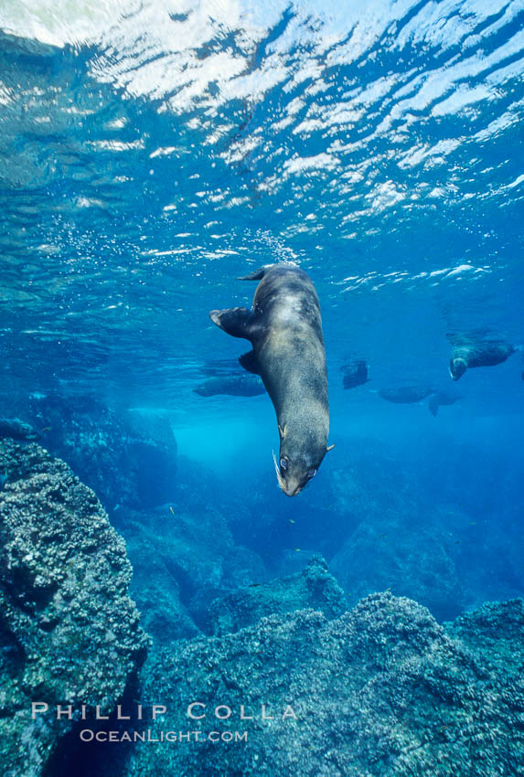 Galapagos fur seal. Darwin Island, Galapagos Islands, Ecuador, Arctocephalus galapagoensis, natural history stock photograph, photo id 01600