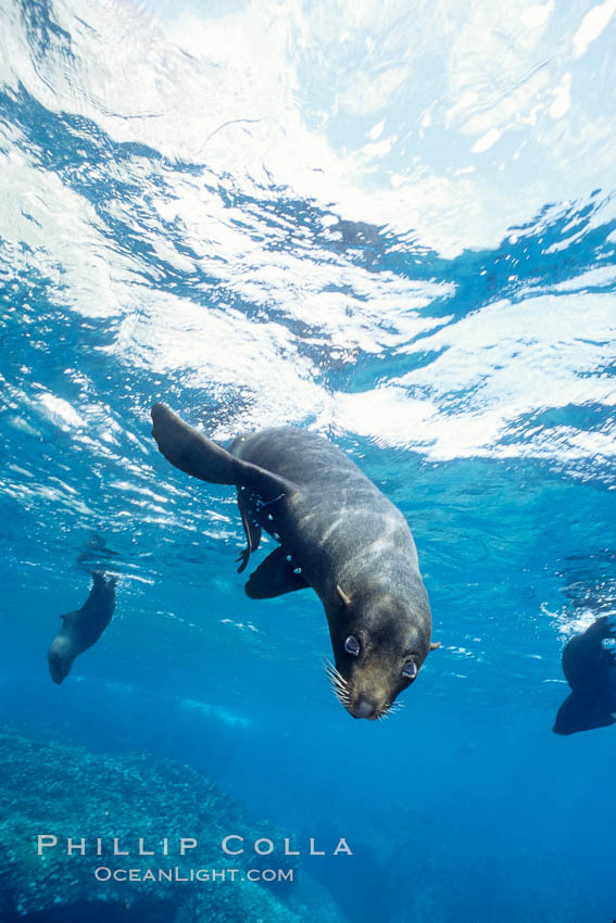 Galapagos fur seal. Darwin Island, Galapagos Islands, Ecuador, Arctocephalus galapagoensis, natural history stock photograph, photo id 01608