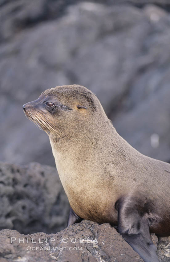 Galapagos fur seal. James Island, Galapagos Islands, Ecuador, Arctocephalus galapagoensis, natural history stock photograph, photo id 02244