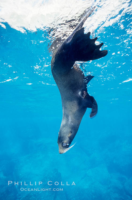 Galapagos fur seal warily adopts a head-down position to watch for predators as it rests in the water. Darwin Island, Galapagos Islands, Ecuador, Arctocephalus galapagoensis, natural history stock photograph, photo id 10068