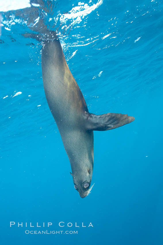 Galapagos fur seal,  Gordon Rocks. Galapagos Islands, Ecuador, Arctocephalus galapagoensis, natural history stock photograph, photo id 16328