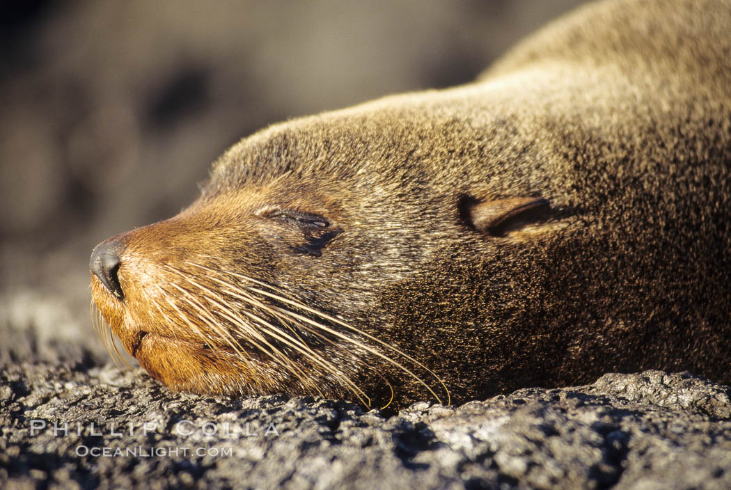 Galapagos fur seal. James Island, Galapagos Islands, Ecuador, Arctocephalus galapagoensis, natural history stock photograph, photo id 01559