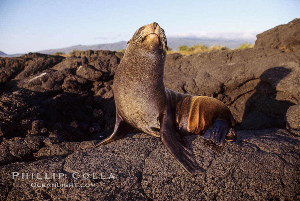 Galapagos fur seal. James Island, Galapagos Islands, Ecuador, Arctocephalus galapagoensis, natural history stock photograph, photo id 01563