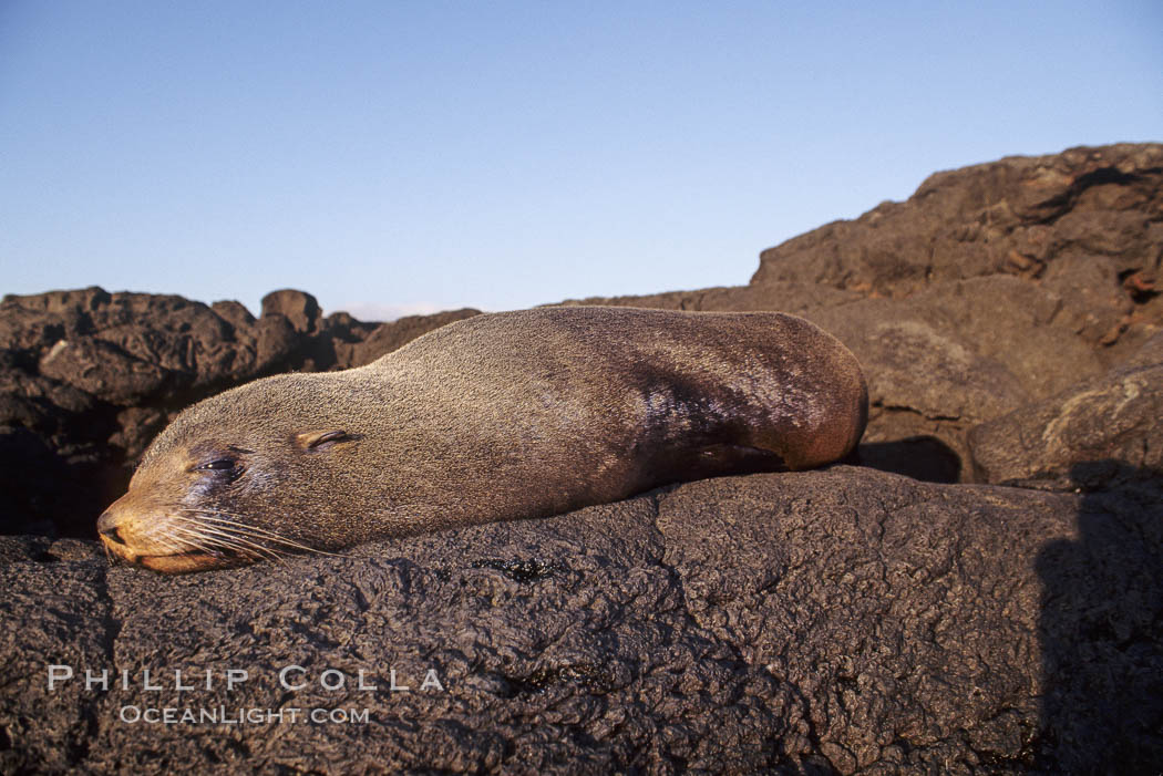 Galapagos fur seal. James Island, Galapagos Islands, Ecuador, Arctocephalus galapagoensis, natural history stock photograph, photo id 01567
