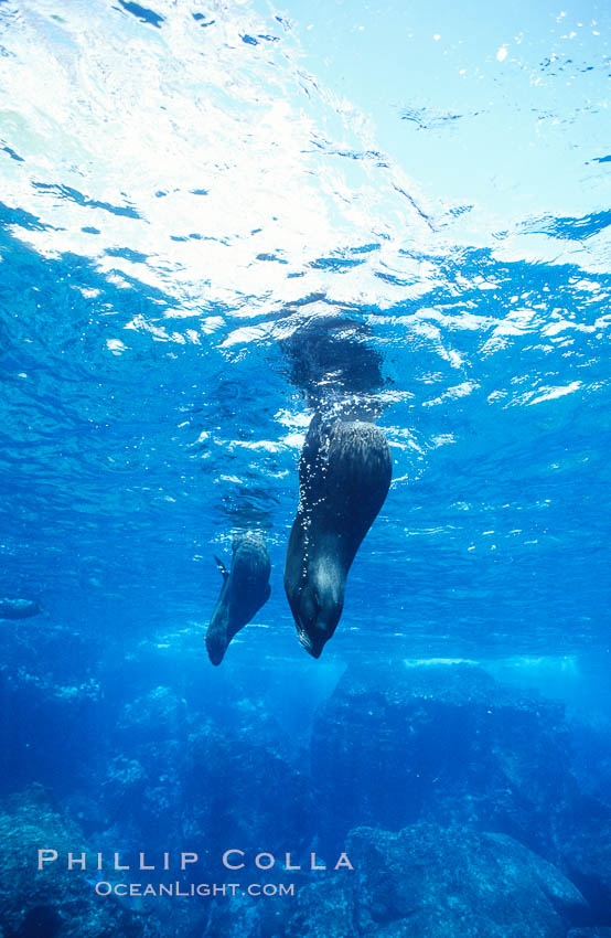 Galapagos fur seal. Darwin Island, Galapagos Islands, Ecuador, Arctocephalus galapagoensis, natural history stock photograph, photo id 01583