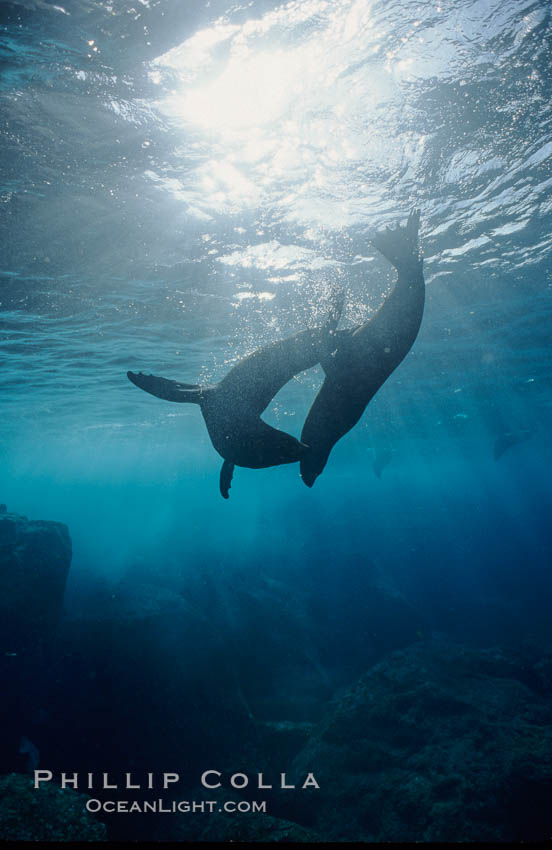 Galapagos fur seal. Darwin Island, Galapagos Islands, Ecuador, Arctocephalus galapagoensis, natural history stock photograph, photo id 01587