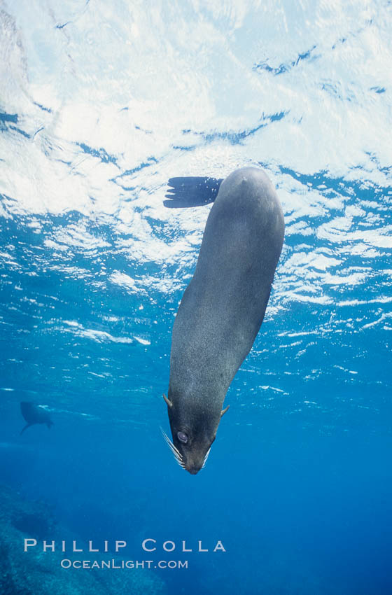 Galapagos fur seal. Darwin Island, Galapagos Islands, Ecuador, Arctocephalus galapagoensis, natural history stock photograph, photo id 01591
