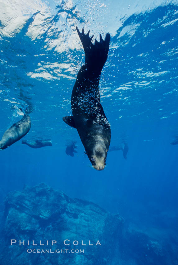 Galapagos fur seal. Darwin Island, Galapagos Islands, Ecuador, Arctocephalus galapagoensis, natural history stock photograph, photo id 01599