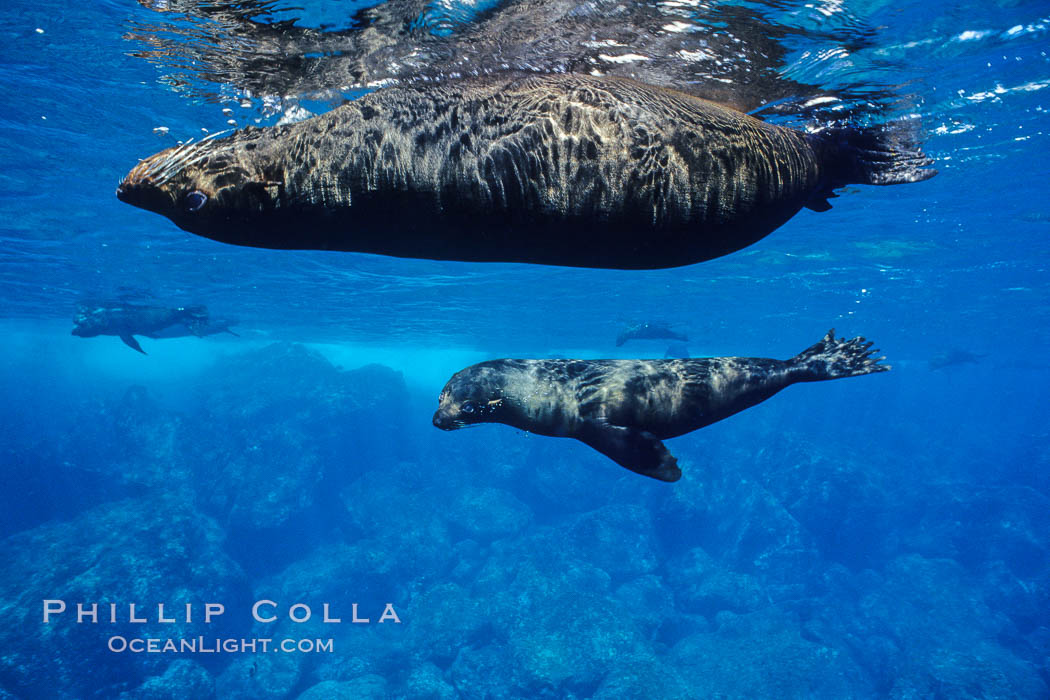 Galapagos fur seal. Darwin Island, Galapagos Islands, Ecuador, Arctocephalus galapagoensis, natural history stock photograph, photo id 01607