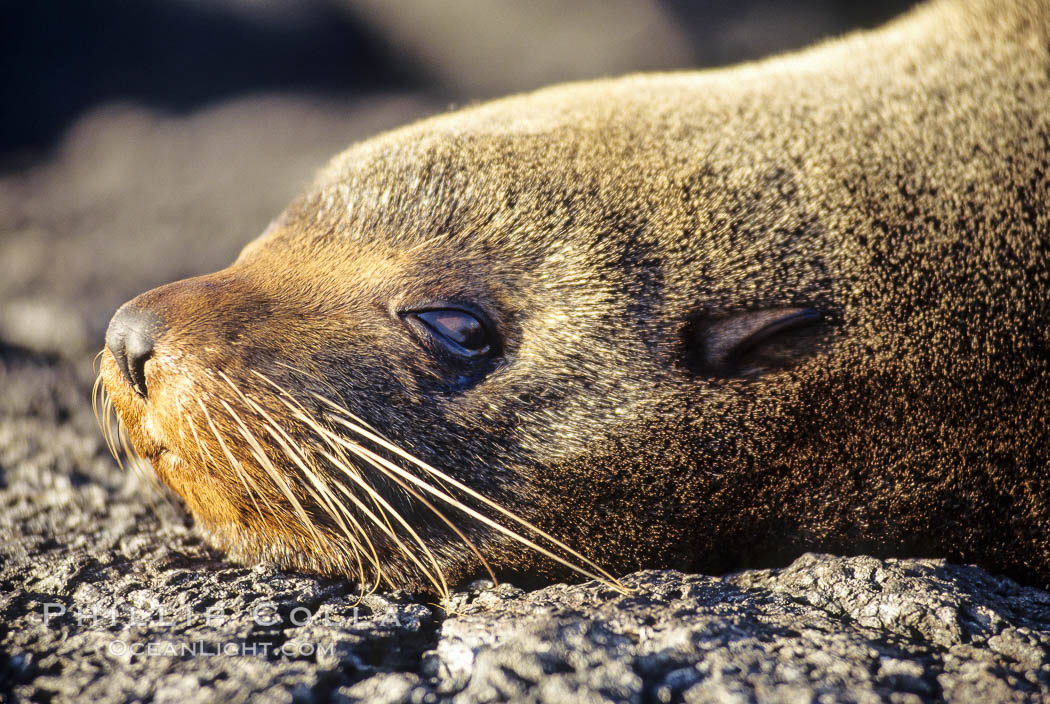 Galapagos fur seal,  James Island. Galapagos Islands, Ecuador, Arctocephalus galapagoensis, natural history stock photograph, photo id 01687