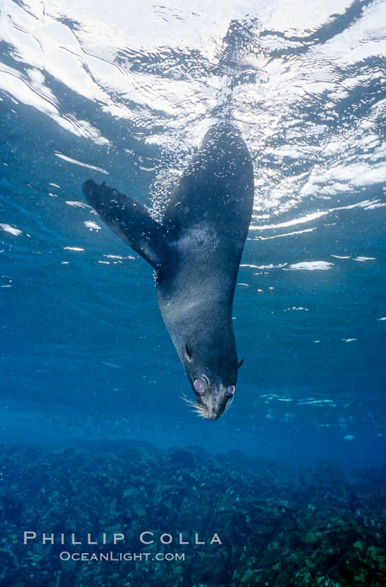 Galapagos fur seal. North Seymour Island, Galapagos Islands, Ecuador, Arctocephalus galapagoensis, natural history stock photograph, photo id 02243