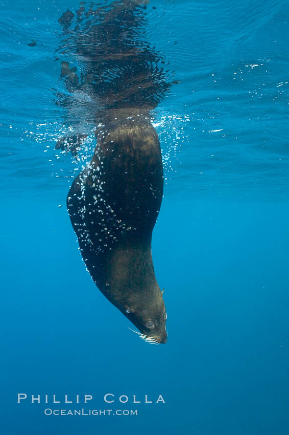 Galapagos fur seal,  Darwin Island. Galapagos Islands, Ecuador, Arctocephalus galapagoensis, natural history stock photograph, photo id 16315
