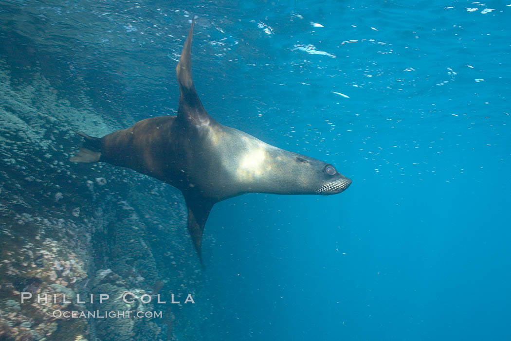 Galapagos fur seal,  Gordon Rocks. Galapagos Islands, Ecuador, Arctocephalus galapagoensis, natural history stock photograph, photo id 16323