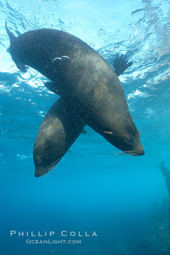 Galapagos fur seals,  Darwin Island. Galapagos Islands, Ecuador, Arctocephalus galapagoensis, natural history stock photograph, photo id 16327