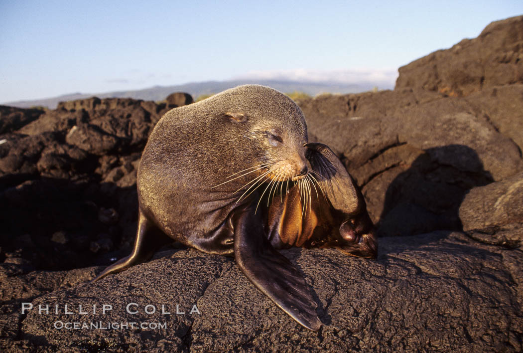 Galapagos fur seal. James Island, Galapagos Islands, Ecuador, Arctocephalus galapagoensis, natural history stock photograph, photo id 01553