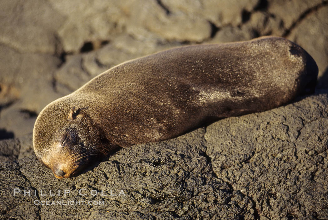 Galapagos fur seal. James Island, Galapagos Islands, Ecuador, Arctocephalus galapagoensis, natural history stock photograph, photo id 01561