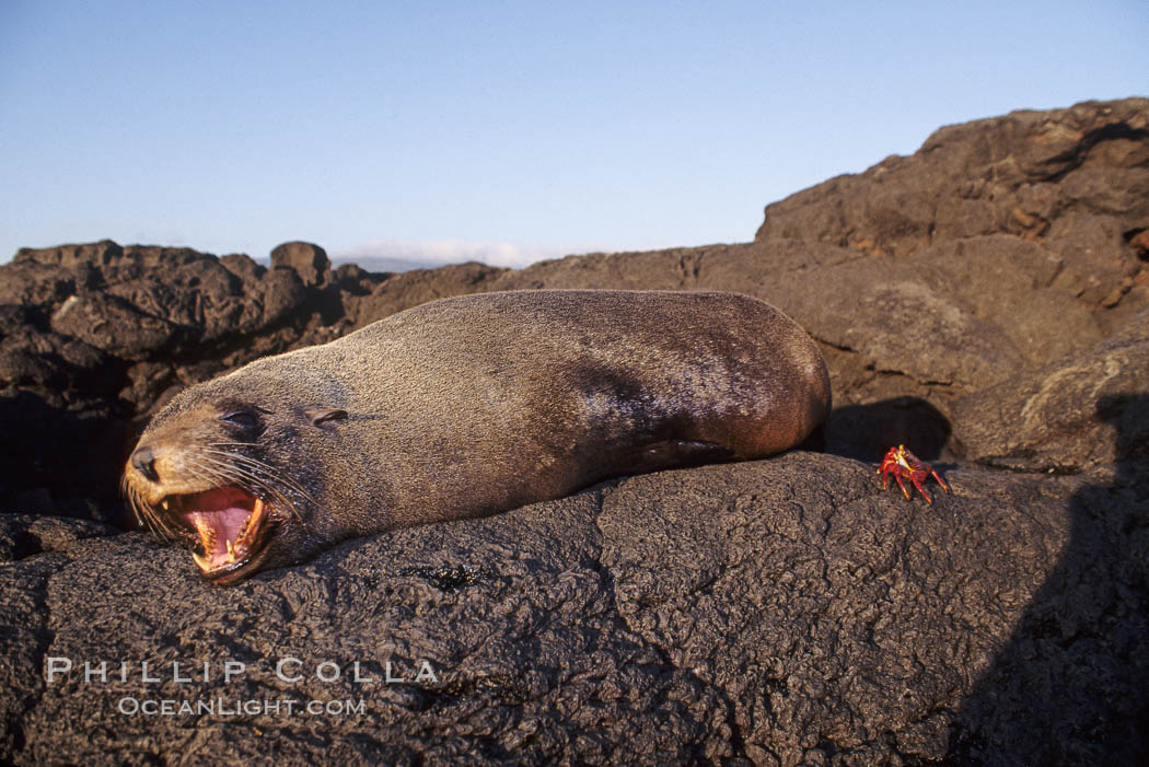 Galapagos fur seal. James Island, Galapagos Islands, Ecuador, Arctocephalus galapagoensis, natural history stock photograph, photo id 01569