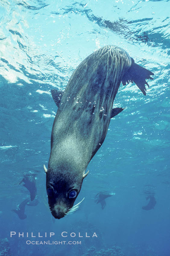 Galapagos fur seal. Darwin Island, Galapagos Islands, Ecuador, Arctocephalus galapagoensis, natural history stock photograph, photo id 01581