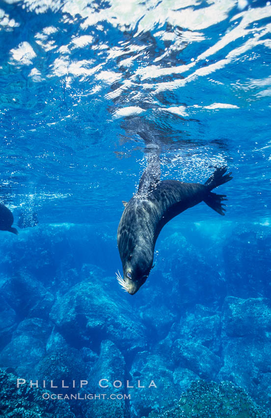 Galapagos fur seal. Darwin Island, Galapagos Islands, Ecuador, Arctocephalus galapagoensis, natural history stock photograph, photo id 01585