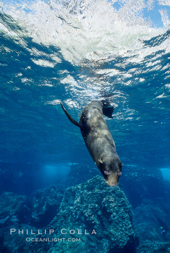 Galapagos fur seal. Darwin Island, Galapagos Islands, Ecuador, Arctocephalus galapagoensis, natural history stock photograph, photo id 01605