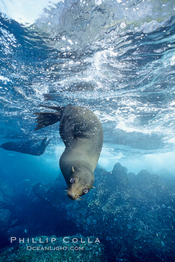 Galapagos fur seal. Darwin Island, Galapagos Islands, Ecuador, Arctocephalus galapagoensis, natural history stock photograph, photo id 01609