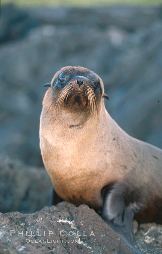 Galapagos fur seal. James Island, Galapagos Islands, Ecuador, Arctocephalus galapagoensis, natural history stock photograph, photo id 02245