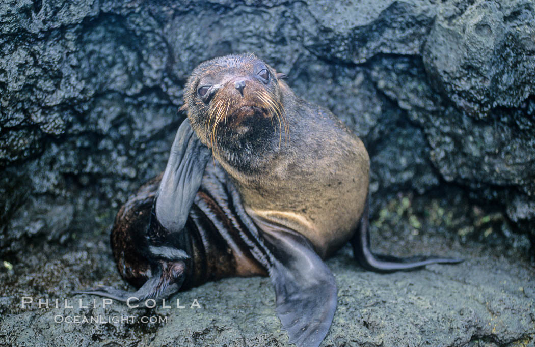 Galapagos fur seal. James Island, Galapagos Islands, Ecuador, Arctocephalus galapagoensis, natural history stock photograph, photo id 10073