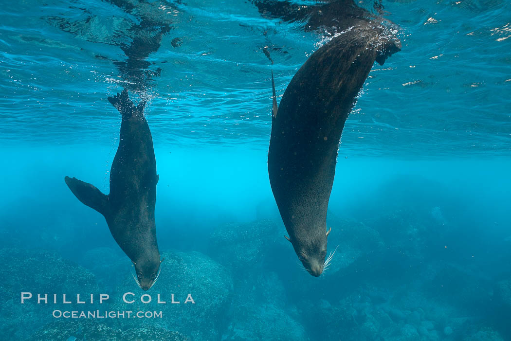 Galapagos fur seals,  Darwin Island. Galapagos Islands, Ecuador, Arctocephalus galapagoensis, natural history stock photograph, photo id 16313