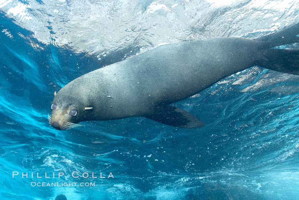 Galapagos fur seal,  Darwin Island. Galapagos Islands, Ecuador, Arctocephalus galapagoensis, natural history stock photograph, photo id 16317