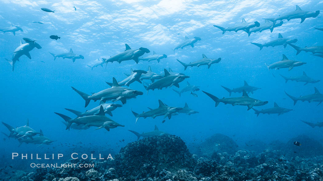 Hammerhead sharks, schooling. Darwin Island, Galapagos Islands, Ecuador, Sphyrna lewini, natural history stock photograph, photo id 16274