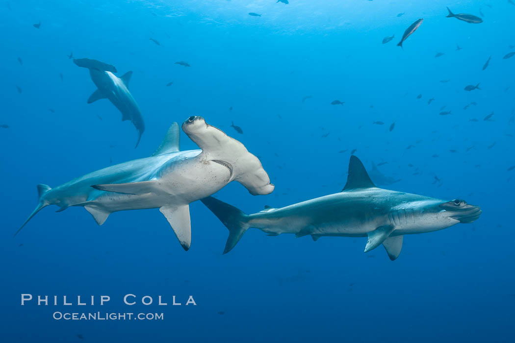 Scalloped hammerhead shark. Wolf Island, Galapagos Islands, Ecuador, Sphyrna lewini, natural history stock photograph, photo id 16278