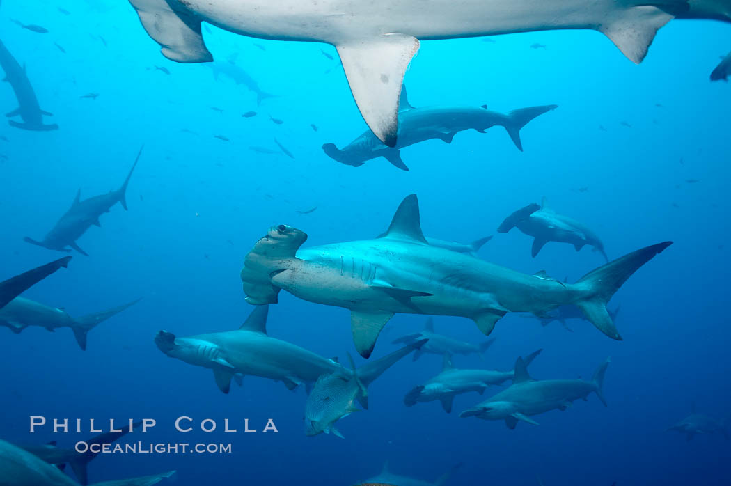 Hammerhead sharks, schooling. Wolf Island, Galapagos Islands, Ecuador, Sphyrna lewini, natural history stock photograph, photo id 16286