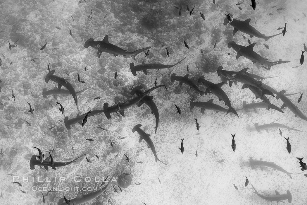 Hammerhead sharks, schooling, black and white / grainy. Darwin Island, Galapagos Islands, Ecuador, Sphyrna lewini, natural history stock photograph, photo id 16294