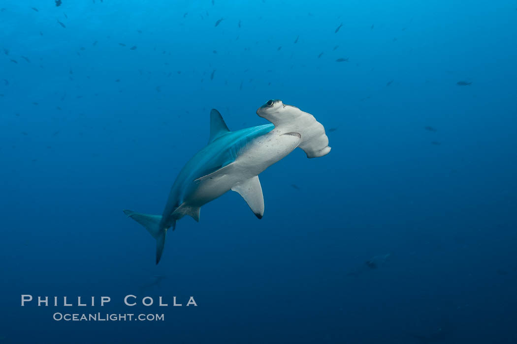 Scalloped hammerhead shark. Wolf Island, Galapagos Islands, Ecuador, Sphyrna lewini, natural history stock photograph, photo id 16276