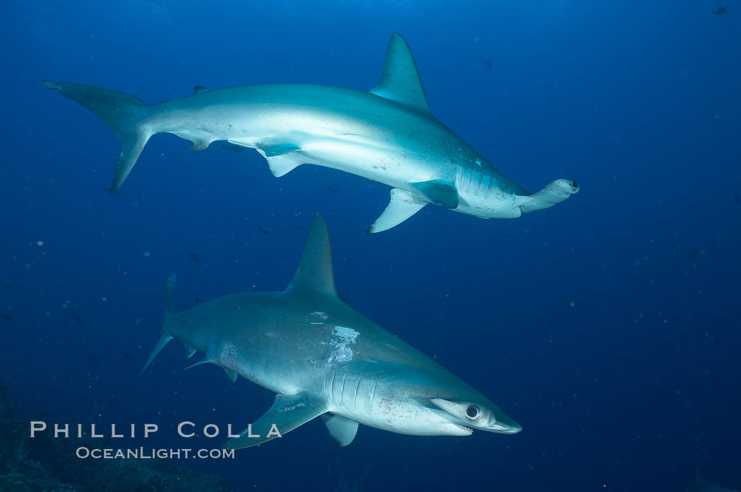 Scalloped hammerhead shark. Darwin Island, Galapagos Islands, Ecuador, Sphyrna lewini, natural history stock photograph, photo id 16288