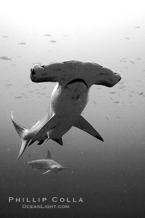 Scalloped hammerhead shark, black and white / grainy. Wolf Island, Galapagos Islands, Ecuador, Sphyrna lewini, natural history stock photograph, photo id 16279