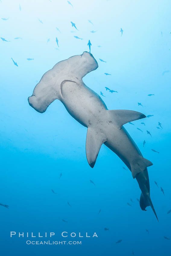 Scalloped hammerhead shark, black and white / grainy. Wolf Island, Galapagos Islands, Ecuador, Sphyrna lewini, natural history stock photograph, photo id 16283