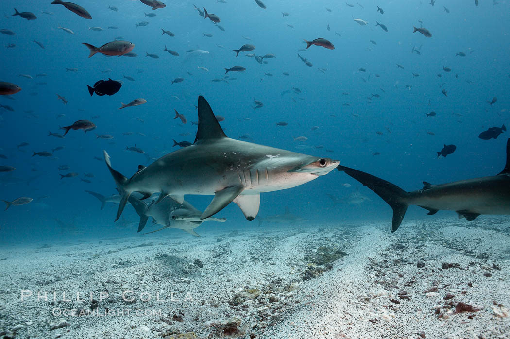 Scalloped hammerhead shark, Sphyrna lewini, Darwin Island, Galapagos Islands, Ecuador