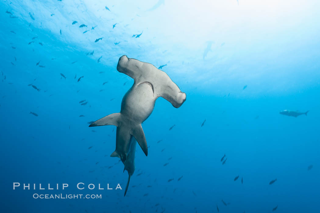 Scalloped hammerhead shark, black and white / grainy. Wolf Island, Galapagos Islands, Ecuador, Sphyrna lewini, natural history stock photograph, photo id 16277