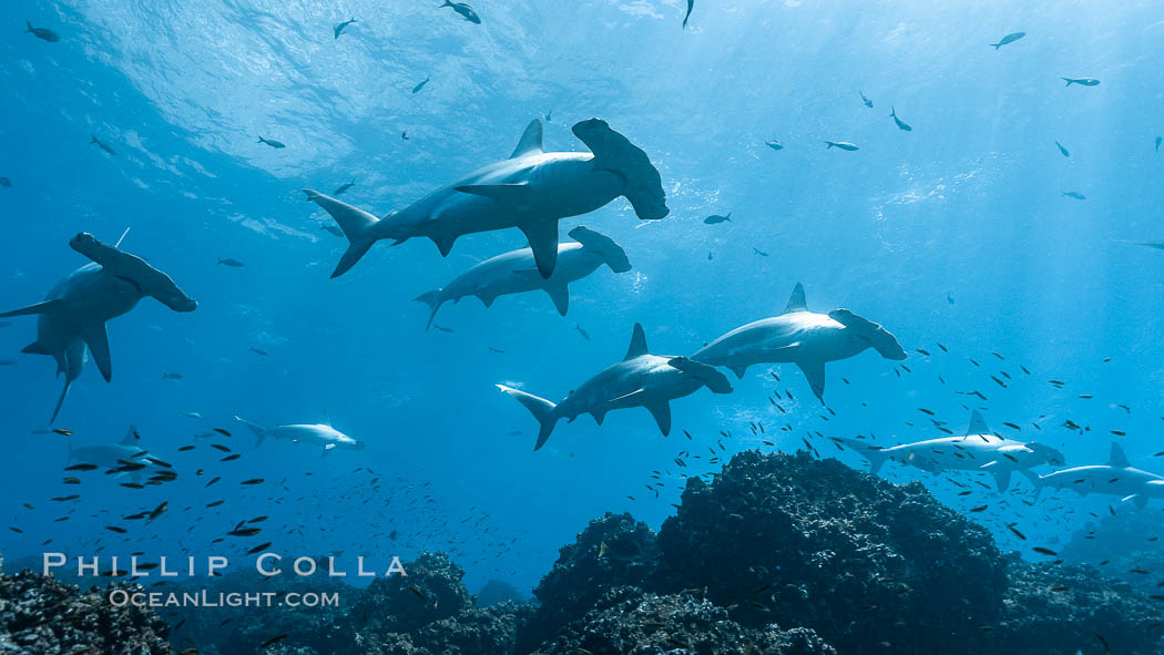 Hammerhead sharks, schooling, black and white / grainy. Wolf Island, Galapagos Islands, Ecuador, Sphyrna lewini, natural history stock photograph, photo id 16285