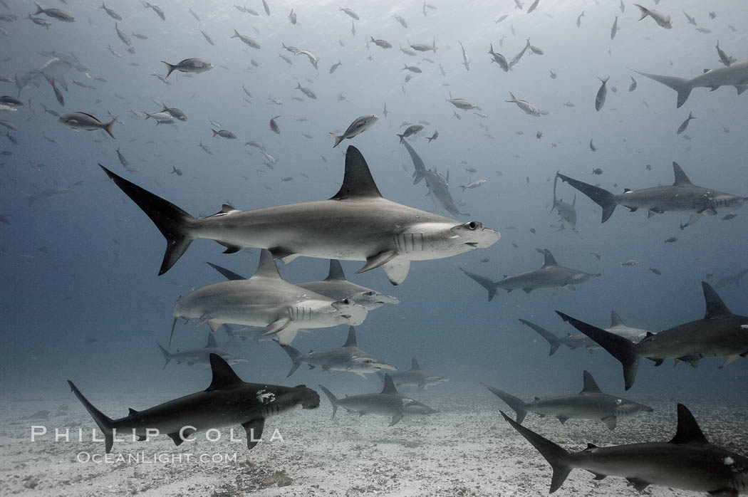 Hammerhead sharks, schooling, black and white / grainy. Darwin Island, Galapagos Islands, Ecuador, Sphyrna lewini, natural history stock photograph, photo id 16289