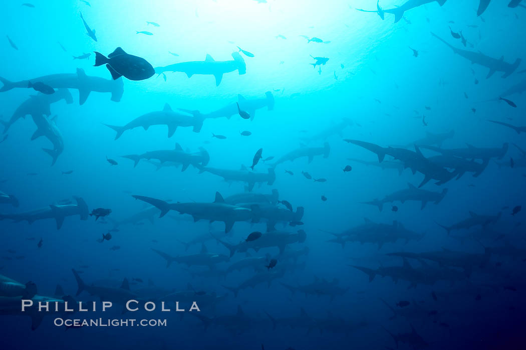 Hammerhead sharks, schooling. Darwin Island, Galapagos Islands, Ecuador, Sphyrna lewini, natural history stock photograph, photo id 16297