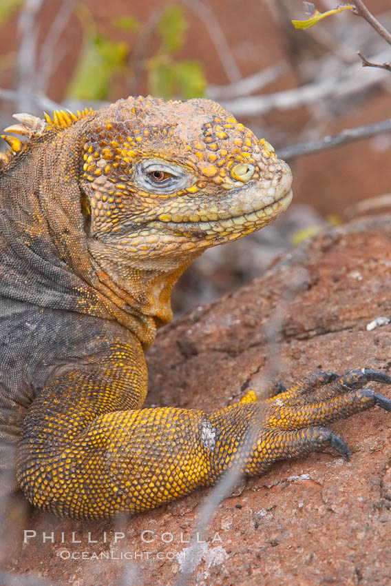 Galapagos land iguana. North Seymour Island, Galapagos Islands, Ecuador, Conolophus subcristatus, natural history stock photograph, photo id 16582