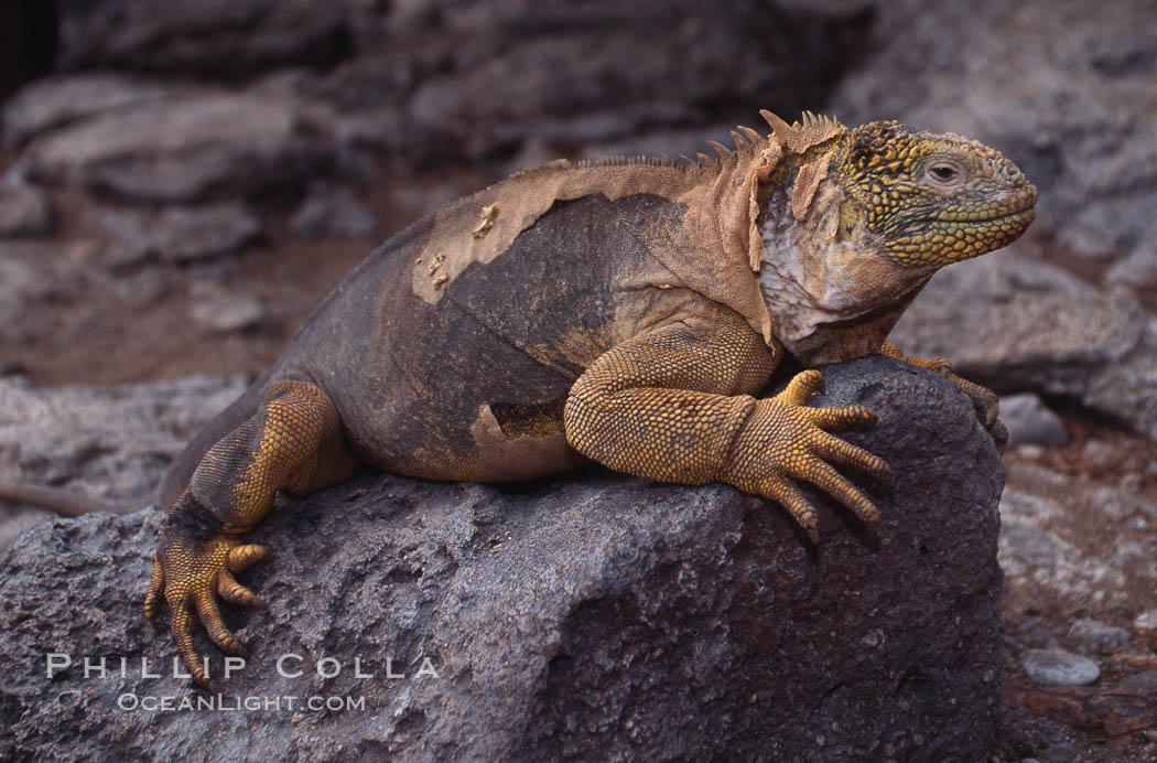 Galapagos land iguana. South Plaza Island, Galapagos Islands, Ecuador, Conolophus subcristatus, natural history stock photograph, photo id 01744