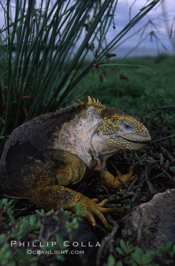 Galapagos land iguana. South Plaza Island, Galapagos Islands, Ecuador, Conolophus subcristatus, natural history stock photograph, photo id 05692