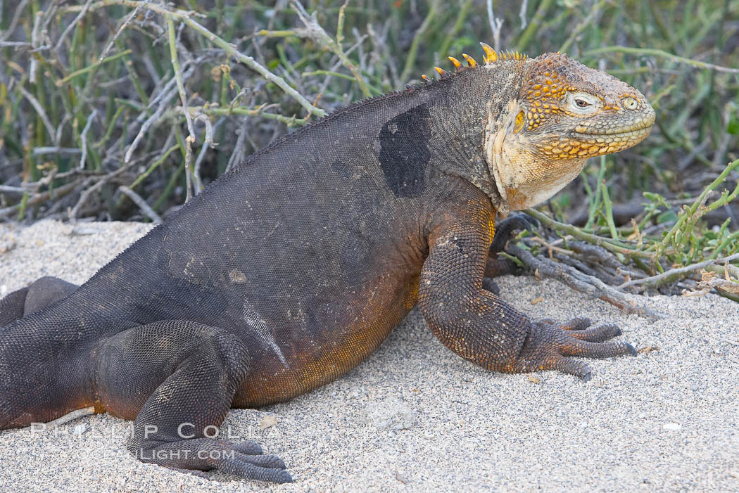 Galapagos land iguana. North Seymour Island, Galapagos Islands, Ecuador, Conolophus subcristatus, natural history stock photograph, photo id 16580