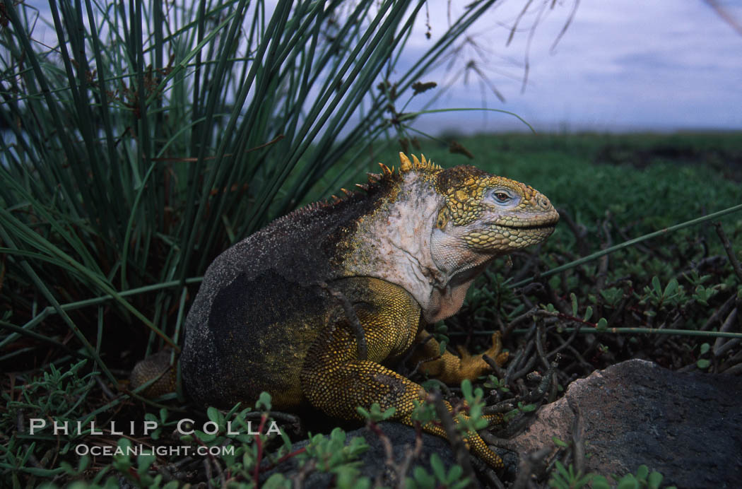 Galapagos land iguana. South Plaza Island, Galapagos Islands, Ecuador, Conolophus subcristatus, natural history stock photograph, photo id 02991