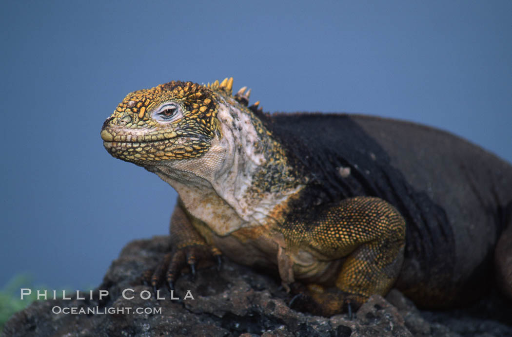 Galapagos land iguana. South Plaza Island, Galapagos Islands, Ecuador, Conolophus subcristatus, natural history stock photograph, photo id 05691