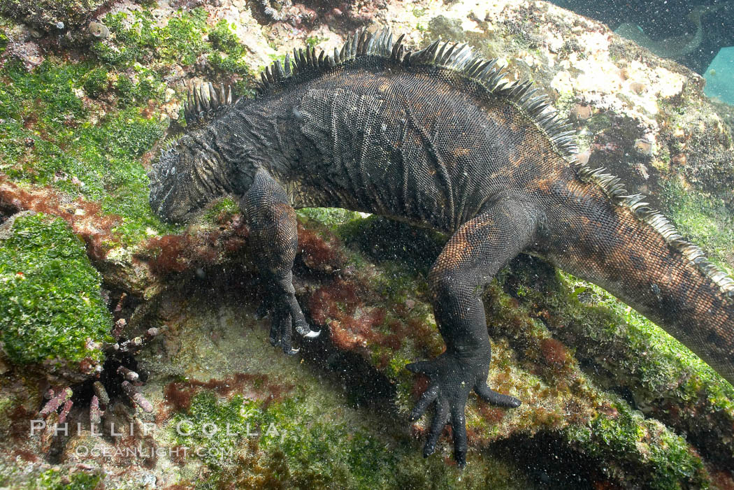 Marine iguana, underwater, forages for green algae that grows on the lava reef. Bartolome Island, Galapagos Islands, Ecuador, Amblyrhynchus cristatus, natural history stock photograph, photo id 16228